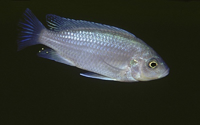 Cynotilapia sp. 'maleri' Nakantenga Island
